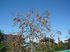 青空に映える柿の木